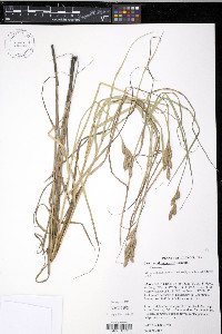 Carex muskingumensis image