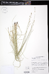 Carex radiata image