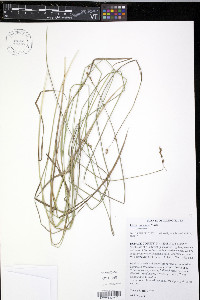 Carex normalis image