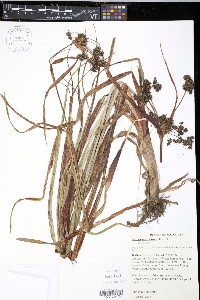 Scirpus microcarpus image