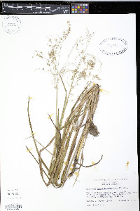 Glyceria canadensis image