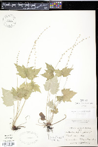 Mitella diphylla image