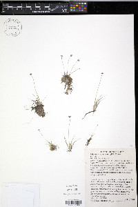 Eriocaulon aquaticum image