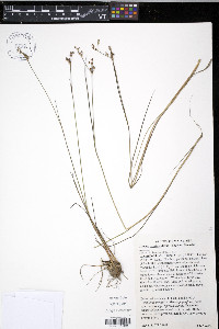 Juncus brevicaudatus image