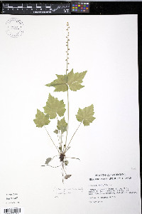 Mitella diphylla image