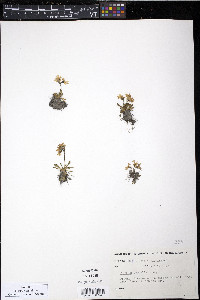 Primula borealis image