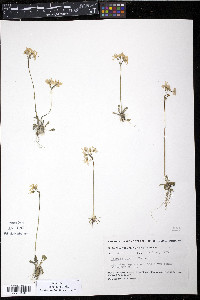 Primula stricta image