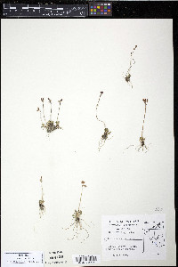 Androsace septentrionalis image