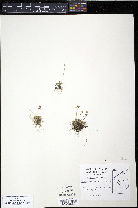 Androsace septentrionalis image