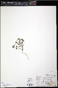 Lysimachia arvensis image