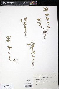 Hypericum boreale image