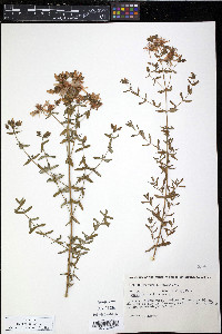 Hypericum perforatum image