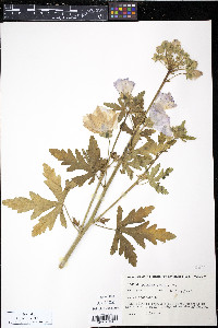 Malva moschata image