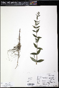 Scutellaria galericulata image