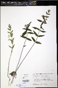 Scutellaria galericulata image