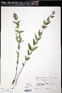 Scutellaria galericulata image