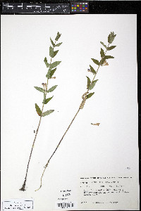 Scutellaria galericulata image