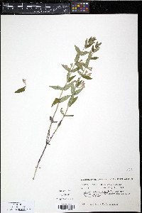 Scutellaria galericulata image