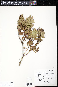 Veronica elliptica image