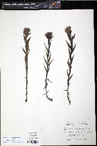 Castilleja rhexiifolia image