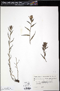 Castilleja septentrionalis image