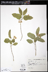 Lonicera canadensis image