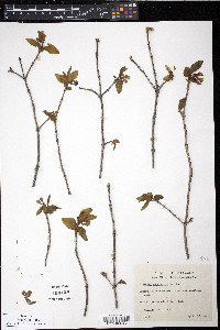 Lonicera canadensis image