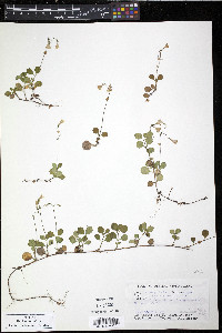 Linnaea borealis subsp. americana image