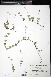 Linnaea borealis image