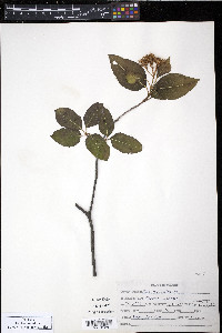 Viburnum cassinoides image