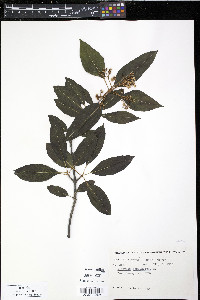 Viburnum cassinoides image