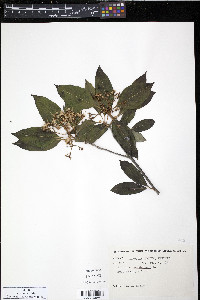 Viburnum cassinoides image