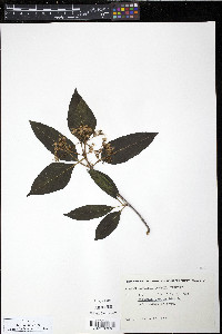 Viburnum cassinoides image