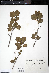 Viburnum edule image