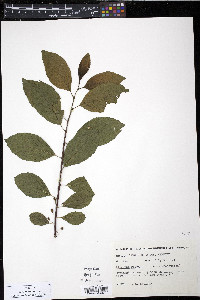 Viburnum dentatum var. lucidum image