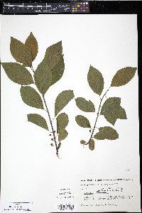 Viburnum dentatum var. lucidum image