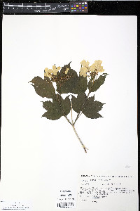 Viburnum trilobum image