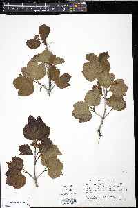 Viburnum trilobum image