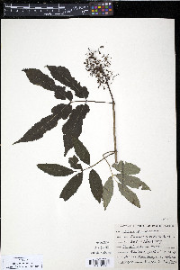 Sambucus racemosa subsp. racemosa image