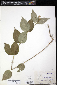 Diervilla lonicera image