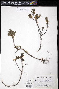 Diervilla lonicera image