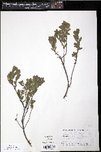 Diervilla lonicera image