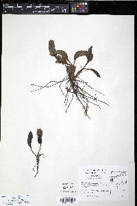 Lagotis glauca image