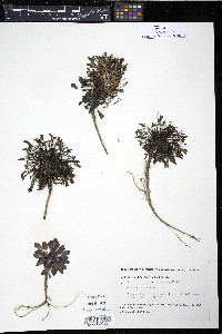 Crepis nana image