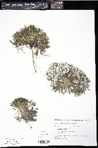 Crepis nana image