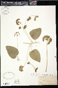 Smilax herbacea image