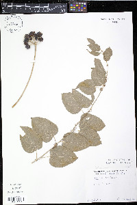 Smilax herbacea image