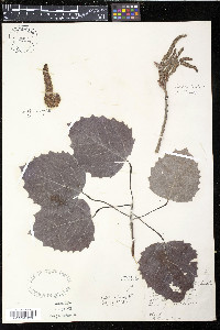 Populus grandidentata image