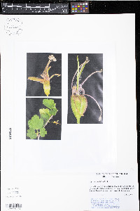 Ribes rotundifolium image