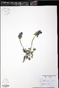 Lamium purpureum image